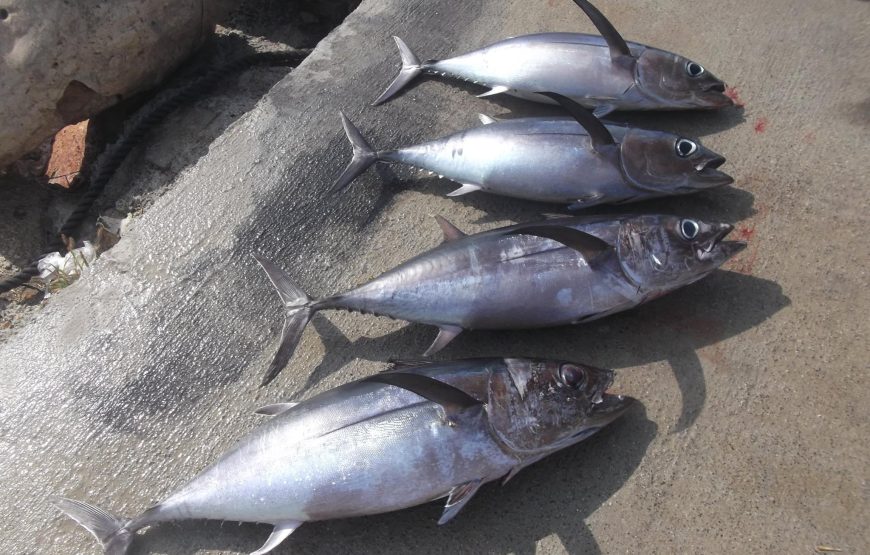Morning Fishing Trips