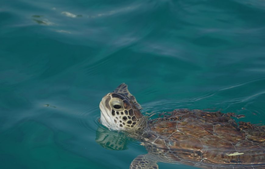 Sirena One – The Morning Blue Lagoon & Turtle Cruise