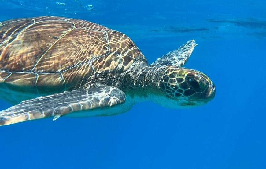 Sirena One – The Morning Blue Lagoon & Turtle Cruise