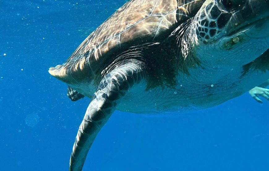 Sirena One – The Morning Blue Lagoon & Turtle Cruise