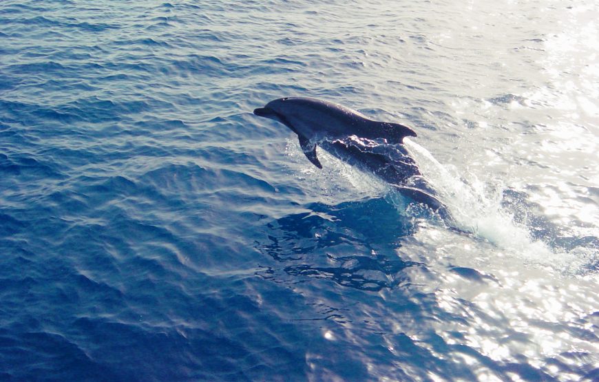 Okeanis – Odyssey Morning Boat Safari
